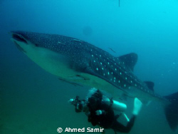 Whale Shark from Maamin'gili Faru, South Ari Atoll - Mald... by Ahmed Samir 